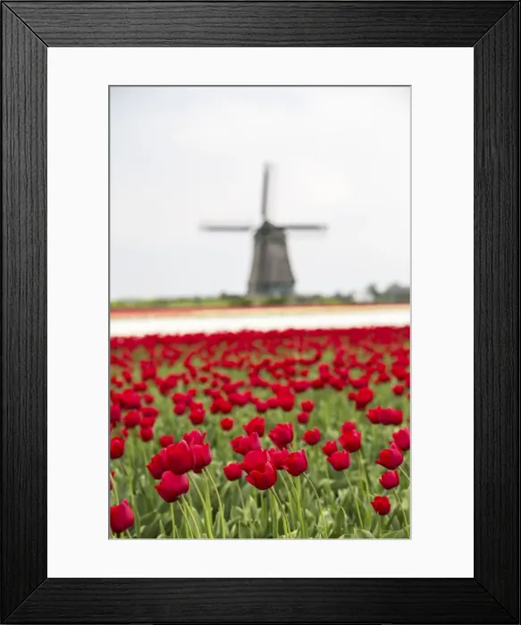 Framed Print : Red tulip fields frame the windmill in spring, Berkmeer, Koggenland, North Holland Framed Print : Red tulip fields frame the windmill in spring, Berkmeer, Koggenland, North Holland