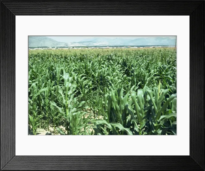 Framed Print : Corn near Granada Framed Print : Corn near Granada