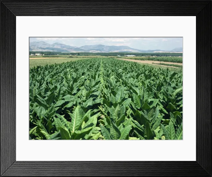 Framed Print : Tobacco growing near Granada Framed Print : Tobacco growing near Granada