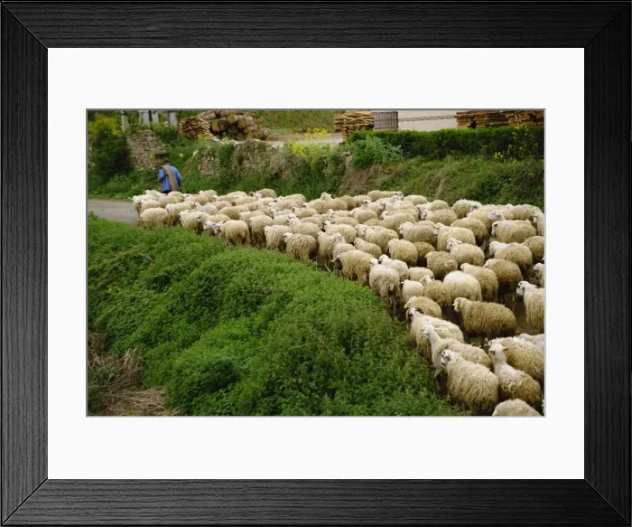 Framed Print : A shepherd leads his flock of sheep along a road Framed Print : A shepherd leads his flock of sheep along a road