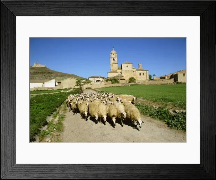 Framed Print : Shepherd and his flock of sheep on a rural road with Framed Print : Shepherd and his flock of sheep on a rural road with