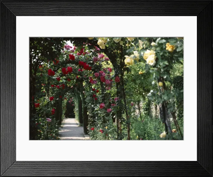 Framed Print : Arches covered with roses Framed Print : Arches covered with roses