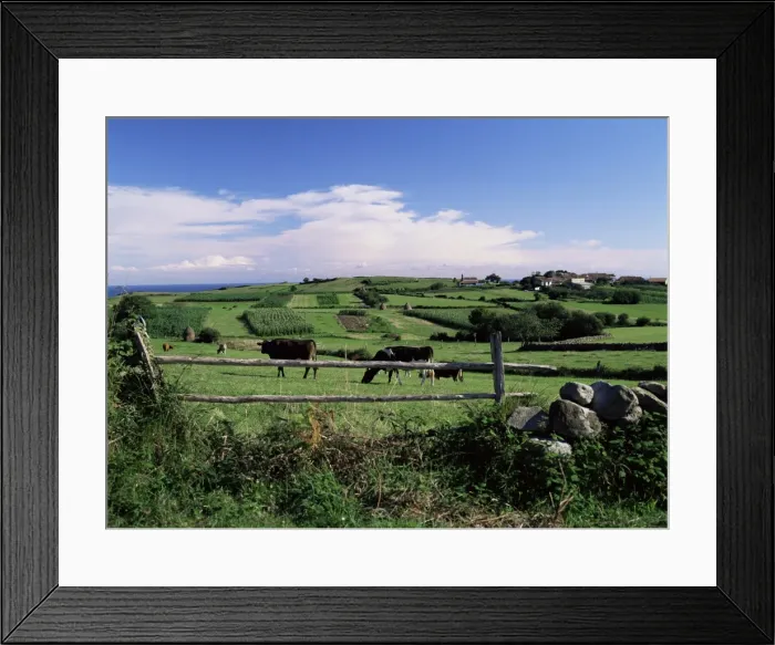 Framed Print : Cattle in field Framed Print : Cattle in field