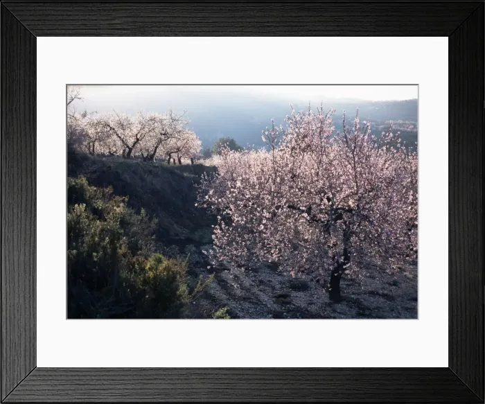 Framed Print : Almond blossom in spring Framed Print : Almond blossom in spring