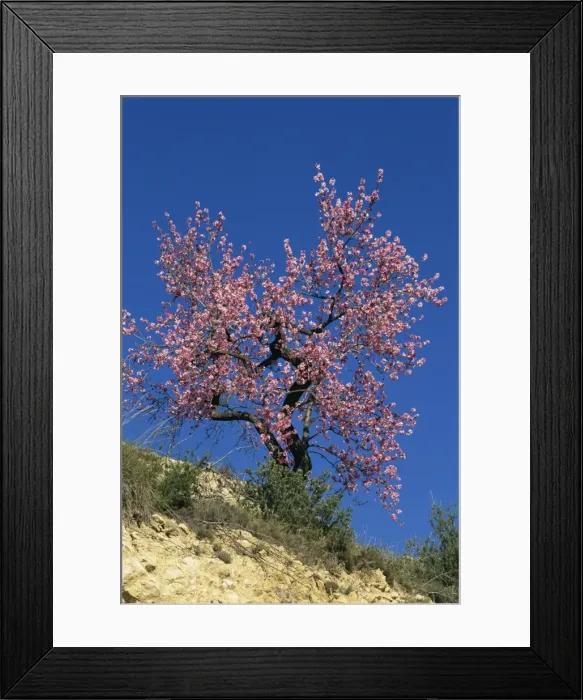 Framed Print : An almond tree in blossom on the Costa Blanca Framed Print : An almond tree in blossom on the Costa Blanca