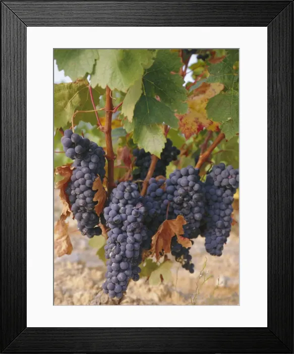 Framed Print : Grapes in vineyard near Logrono