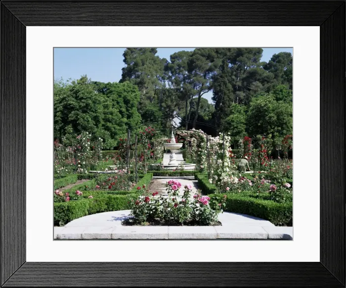 Framed Print : Rose Garden Framed Print : Rose Garden