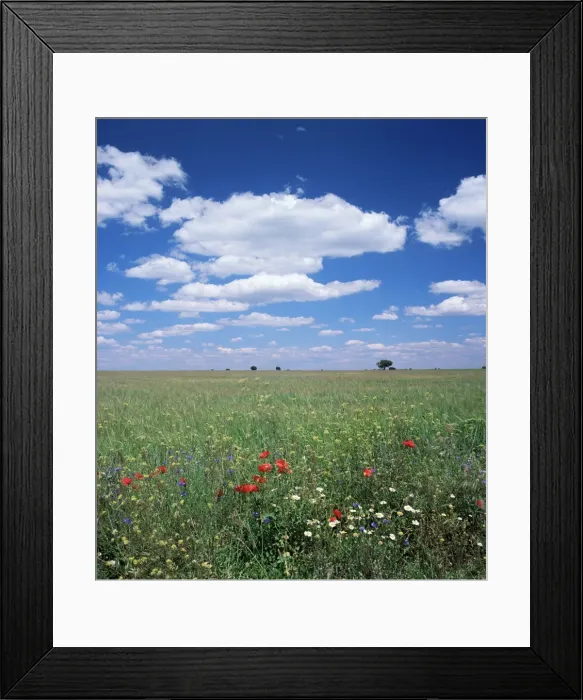 Framed Print : Field of wild flowers Framed Print : Field of wild flowers