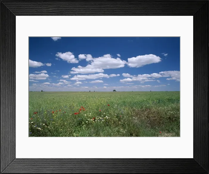 Framed Print : Fields of wild flowers Framed Print : Fields of wild flowers