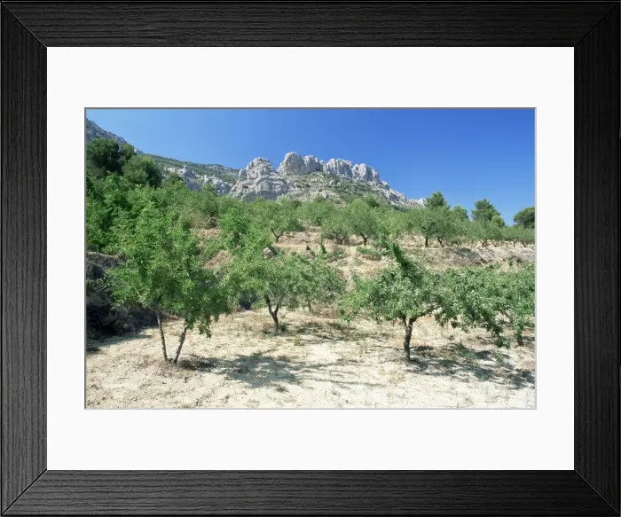 Framed Print : Almond trees in the Sierra de Aitana Framed Print : Almond trees in the Sierra de Aitana
