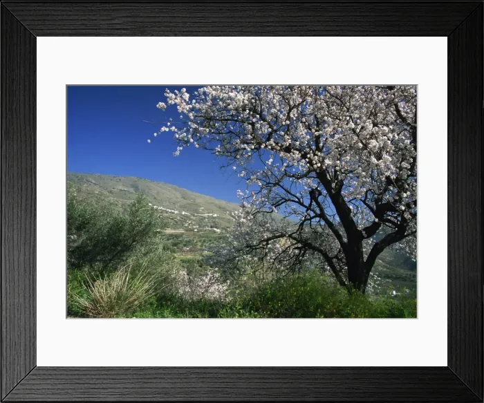 Framed Print : Almond blossom in springtime in the Alpujarras Framed Print : Almond blossom in springtime in the Alpujarras