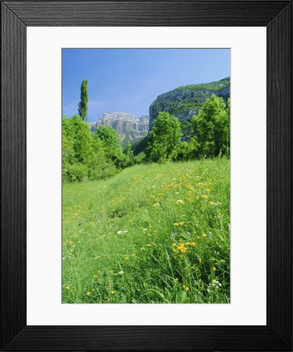 Framed Print : Field of spring flowers Framed Print : Field of spring flowers