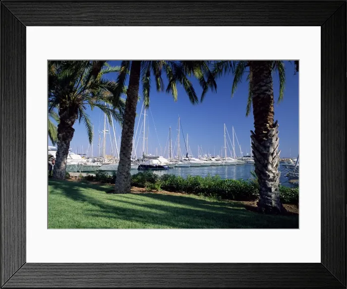 Framed Print : Palm trees and harbour Framed Print : Palm trees and harbour