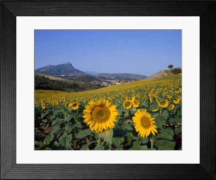 Framed Print : Field of sunflowers in summer Framed Print : Field of sunflowers in summer