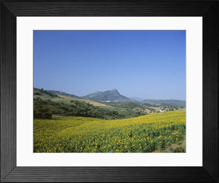 Framed Print : Fields of sunflowers Framed Print : Fields of sunflowers
