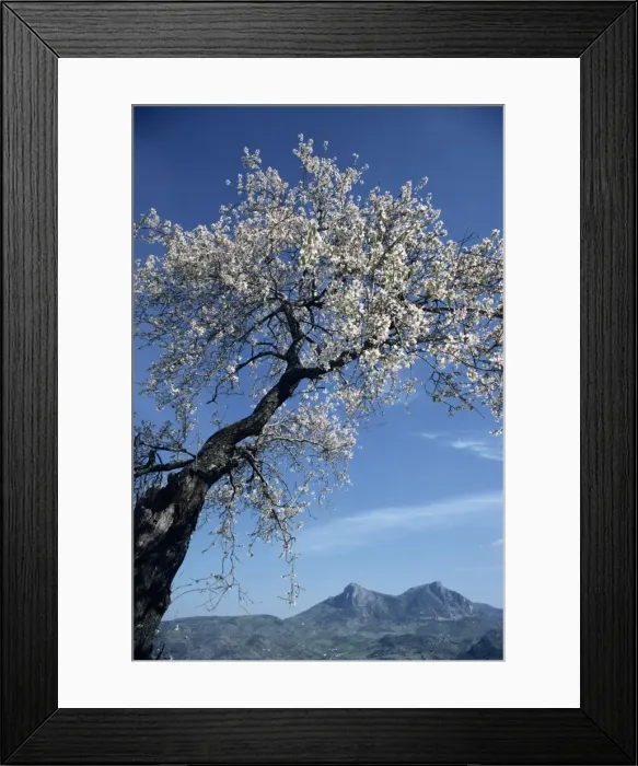 Framed Print : Almond tree in spring blossom Framed Print : Almond tree in spring blossom