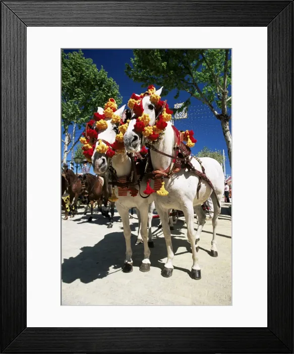 Framed Print : Pair of colourfully decorated horses Framed Print : Pair of colourfully decorated horses
