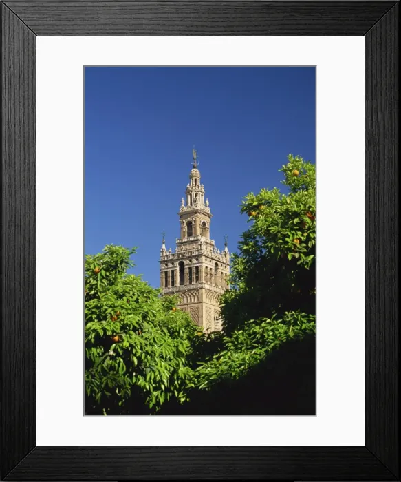 Framed Print : The Giralda framed by orange trees Framed Print : The Giralda framed by orange trees