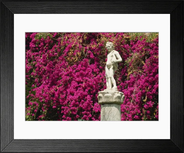 Framed Print : Statue and bougainvillea in the gardens Framed Print : Statue and bougainvillea in the gardens