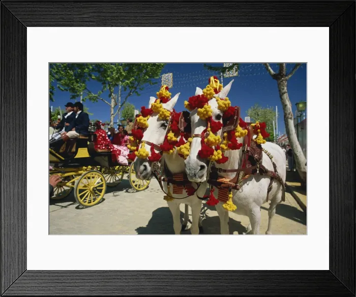 Framed Print : Pair of horses decorated with colourful headgear Framed Print : Pair of horses decorated with colourful headgear