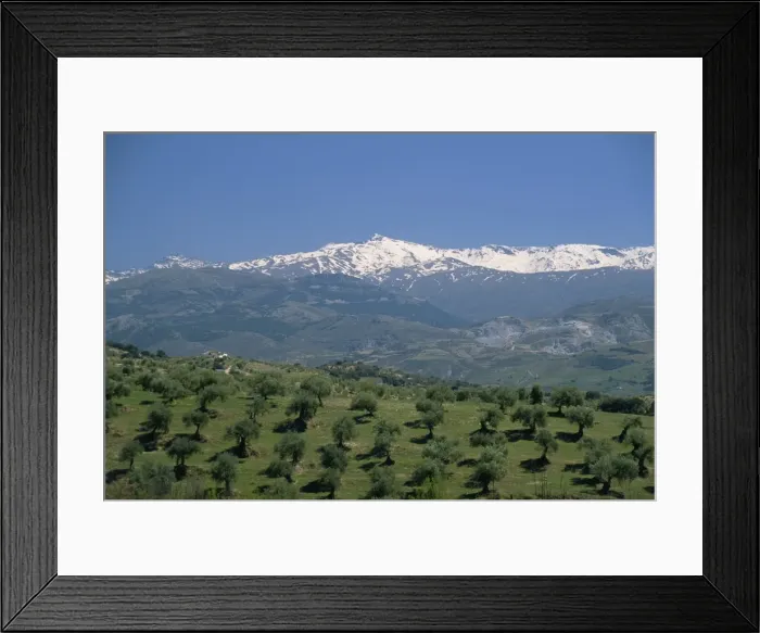 Framed Print : Olive groves with snow-capped Sierra Nevada beyond Framed Print : Olive groves with snow-capped Sierra Nevada beyond
