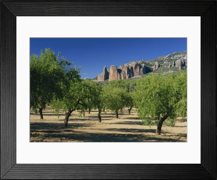 Framed Print : View through almond trees to the cliffs of Mallos de Riglos Framed Print : View through almond trees to the cliffs of Mallos de Riglos