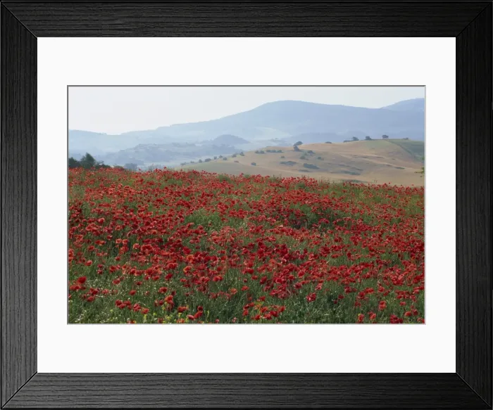 Framed Print : Poppies in rolling landscape Framed Print : Poppies in rolling landscape