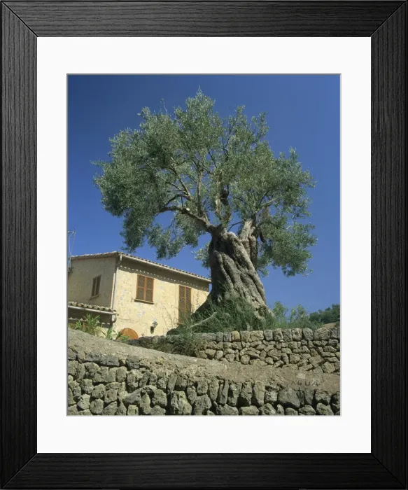 Framed Print : Old olive tree in the garden of a village house in Deya Framed Print : Old olive tree in the garden of a village house in Deya