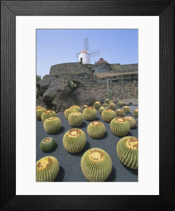 Framed Print : Jardin de Cactus Framed Print : Jardin de Cactus