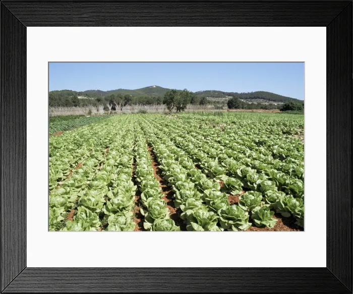 Framed Print : Cabbage field near Sant Llorenc Framed Print : Cabbage field near Sant Llorenc