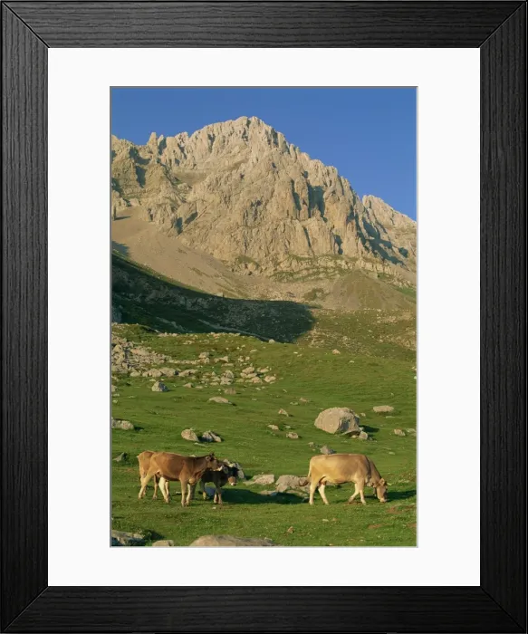 Framed Print : Cattle on high pasture in the central massif of Framed Print : Cattle on high pasture in the central massif of