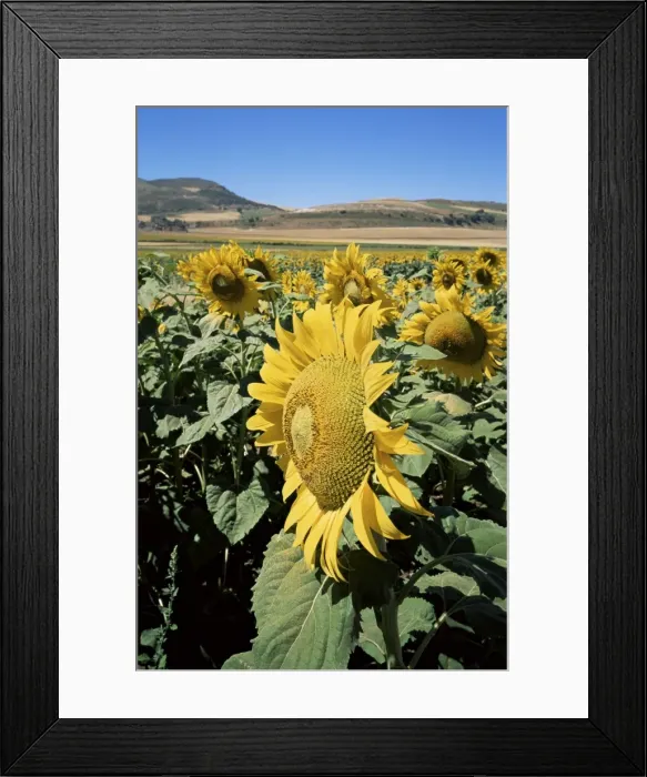 Framed Print : Sunflowers Framed Print : Sunflowers