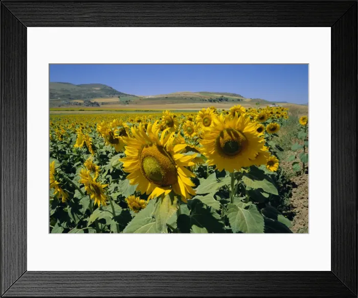 Framed Print : Sunflowers Framed Print : Sunflowers