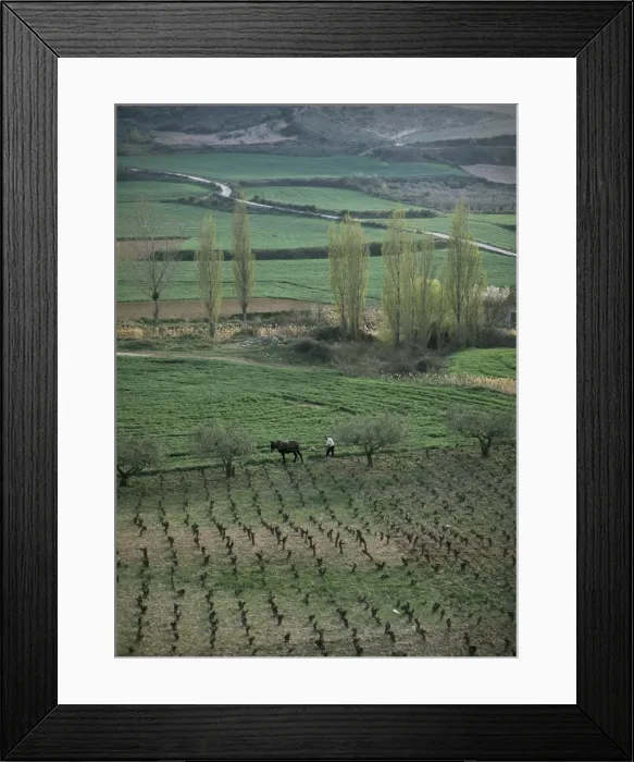 Framed Print : Man ploughing with mule near Puente La Reina Framed Print : Man ploughing with mule near Puente La Reina