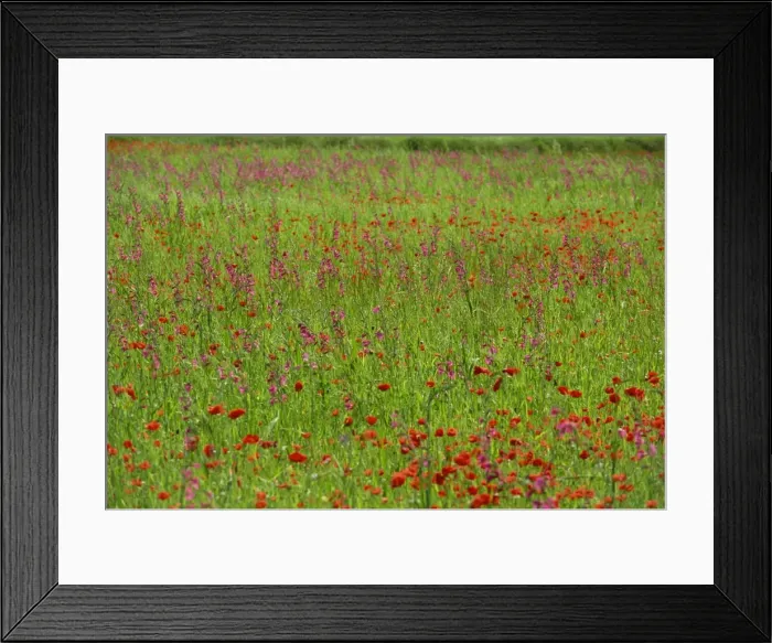 Framed Print : Wild flowers including poppies on Majorca Framed Print : Wild flowers including poppies on Majorca