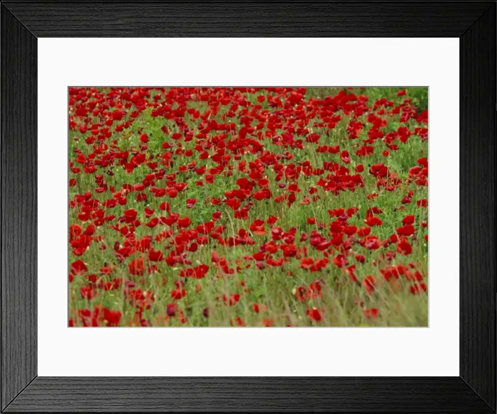 Framed Print : Poppy field Framed Print : Poppy field