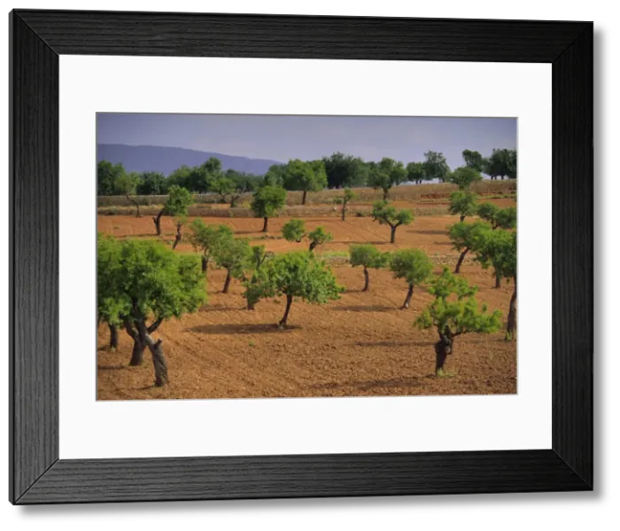 Framed Print : Landscape with olive trees Framed Print : Landscape with olive trees