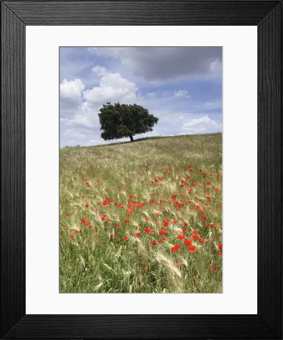 Framed Print : Spring poppies and lone tree Framed Print : Spring poppies and lone tree