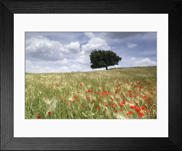 Framed Print : Spring poppies and lone tree Framed Print : Spring poppies and lone tree