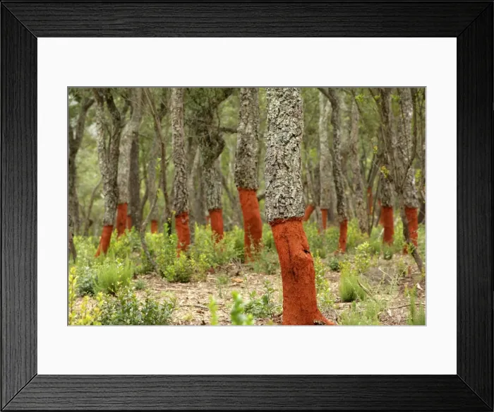 Framed Print : Freshly stripped cork oaks Framed Print : Freshly stripped cork oaks