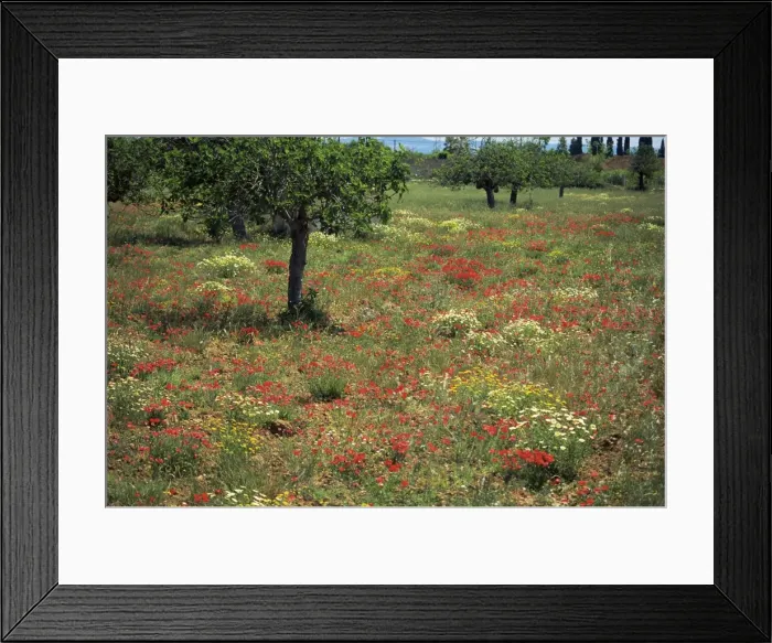Framed Print : Poppies, Majorca