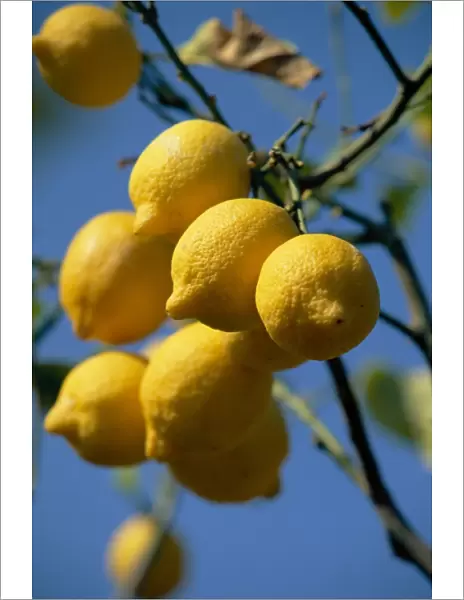 Close-up of lemons on tree