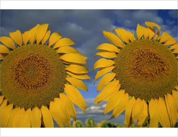 Close-up of two sunflower heads in the Spanish sun
