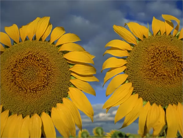 Close-up of two sunflower heads in the Spanish sun