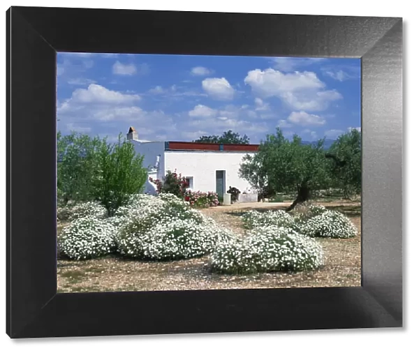Summer flowers in front of a white walled Spanish villa in Valencia
