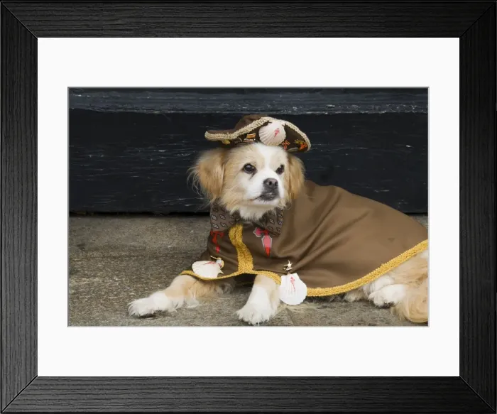 Framed Print : Pilgrim dog Framed Print : Pilgrim dog