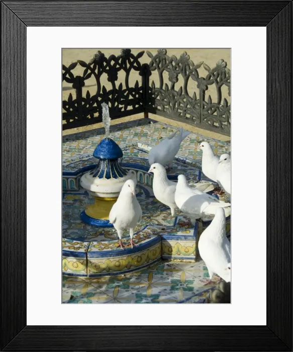 Framed Print : Pigeons at Plaza de America Framed Print : Pigeons at Plaza de America