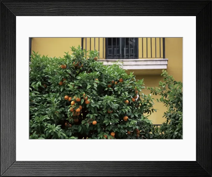 Framed Print : Orange tree outside house Framed Print : Orange tree outside house