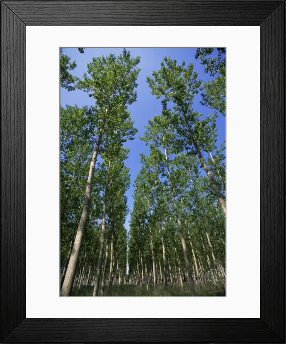 Framed Print : Poplar grove Framed Print : Poplar grove
