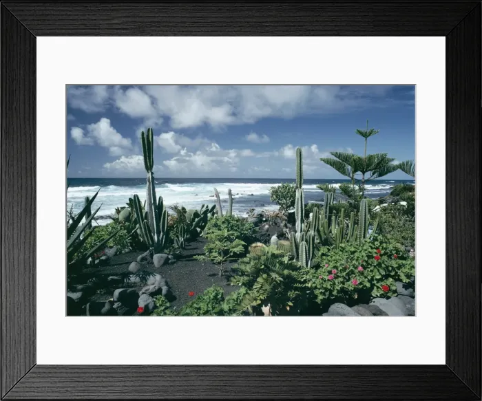 Framed Print : Garden by the Atlantic ocean Framed Print : Garden by the Atlantic ocean